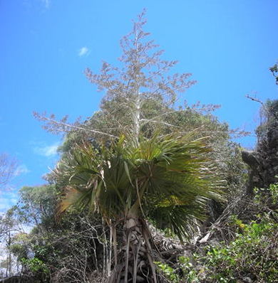 пальма Тахина