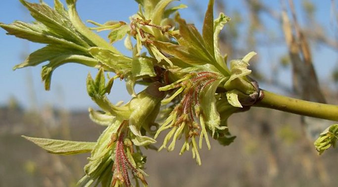 Ясенелистный клен - женские цветки