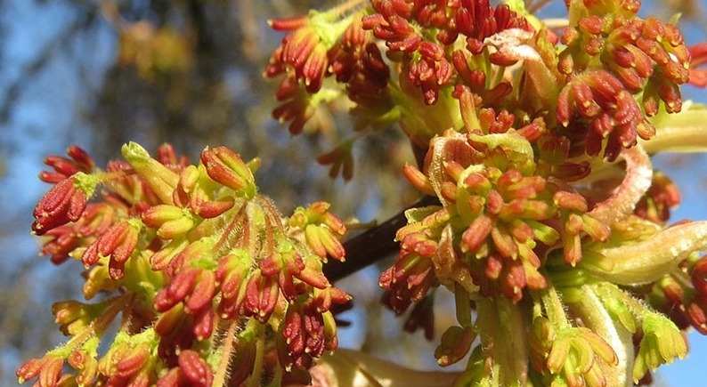 Ясенелистный клен - мужские цветки