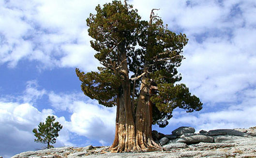 Мафусаил дерево в Калифорнии