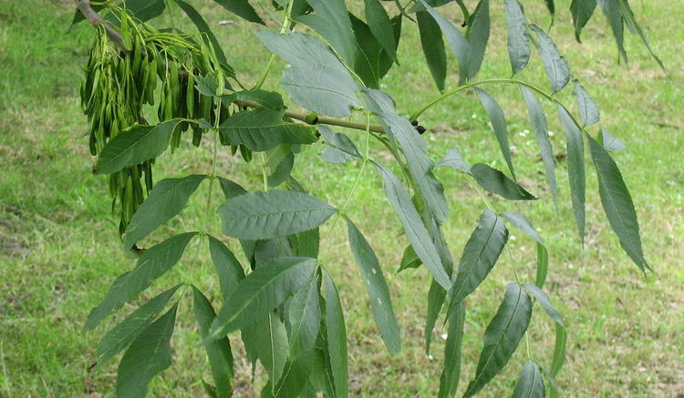 Ясень обыкновенный - листья