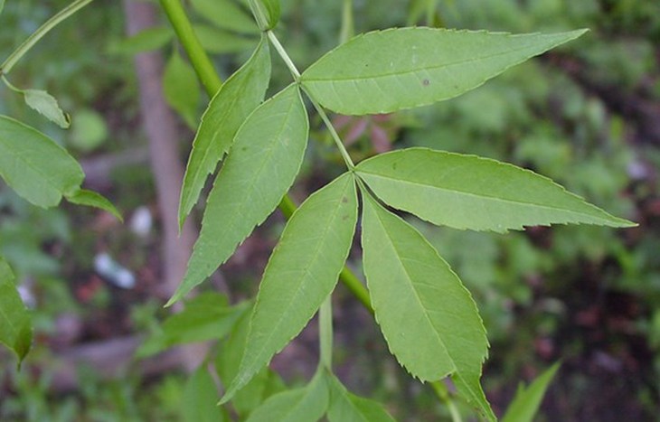Ясень пенсильванский - листья